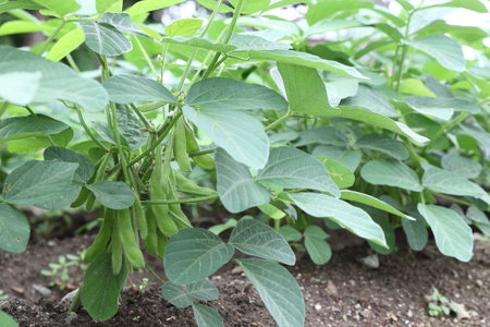 Young green pods of  soybeans on a plant stem in a soybean field in the  during the active growth of...