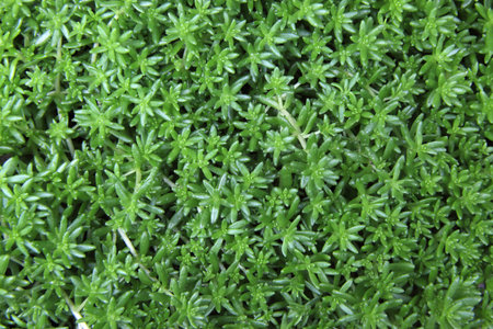 Close up of green moss background. Top view. Nature background.の写真素材