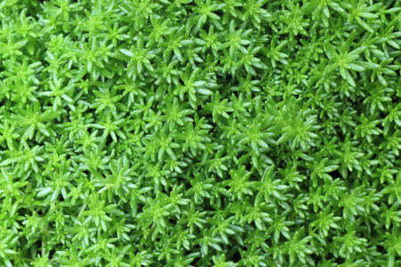 Close up of green moss background. Top view. Nature background.の写真素材
