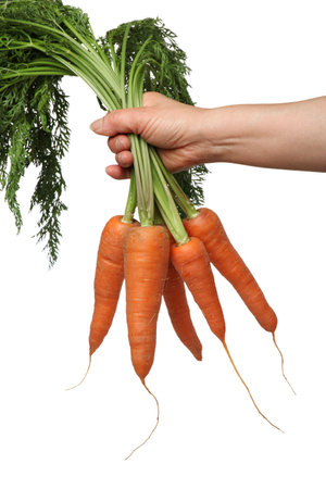 Bunch of fresh carrots with leaves in hand isolated on white backgroundの写真素材