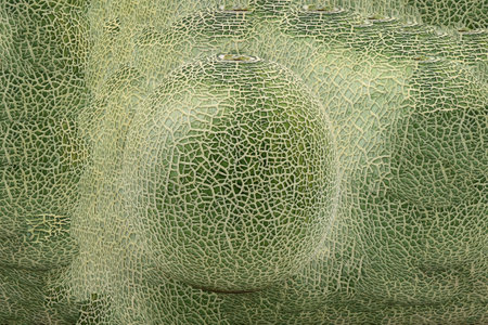melon image(Close-up shot of delicious melon. collage background)の写真素材