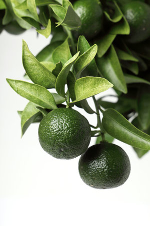 Citrus depressa,Flat lemon, Hirami lemon, Thin-skinned flat lemon.の写真素材