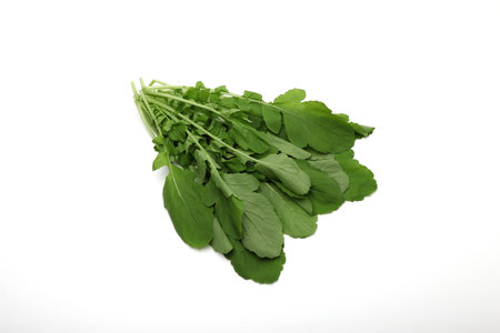 Salad radish white background Fresh radish leaves from the vegetable gardenの写真素材