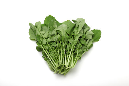 Salad radish white background Fresh radish leaves from the vegetable gardenの写真素材