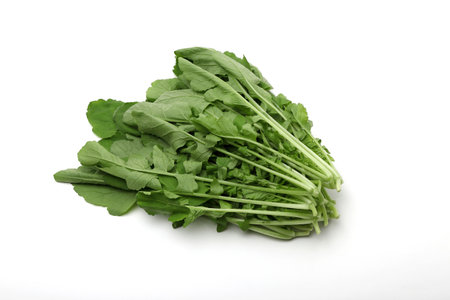 Salad radish white background Fresh radish leaves from the vegetable gardenの写真素材