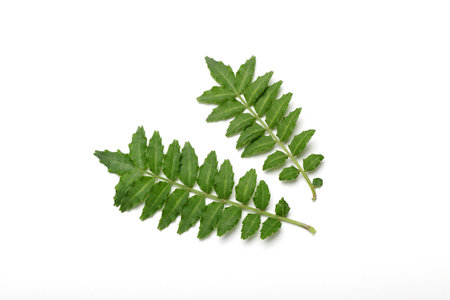 Young leave of the Japanese pepperの写真素材