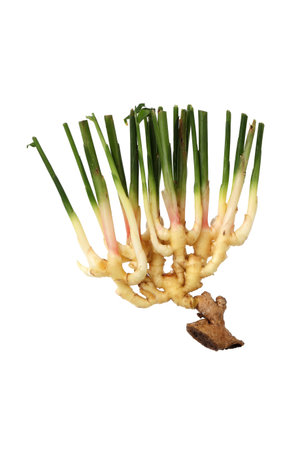 Fresh young ginger on a white background
