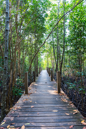 Wooden Pathway in Mangrove Forestsの写真素材