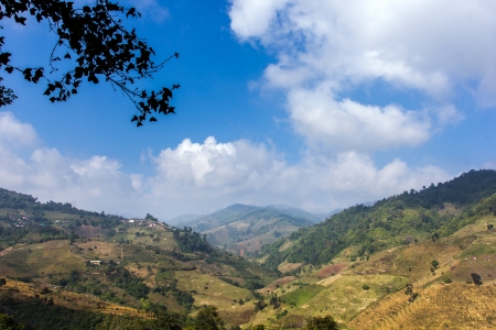 Tea field on the hill at Chiang-Rai