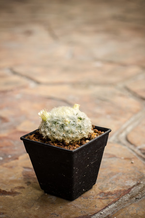 Close-up mini cactus on rock floor の写真素材