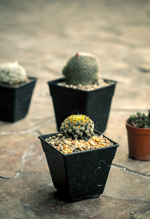 Close-up mini cactus on rock floor の写真素材