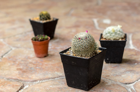 Close-up mini cactus on rock floor の写真素材