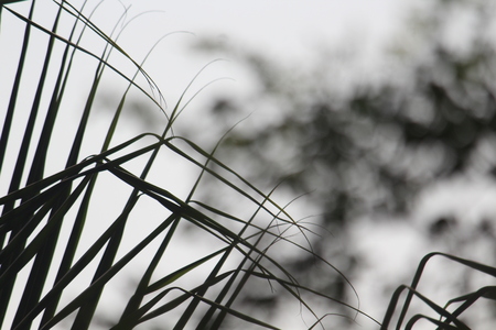 black &Whiteの写真素材