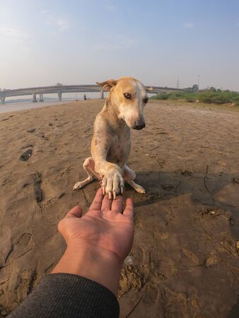 A Dog is holding a person hand. A cute puppy playing with a person. Handshake of a dog and men.の写真素材