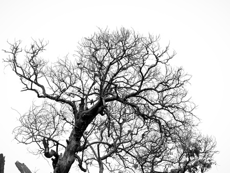 Tree in it's autumn formの写真素材