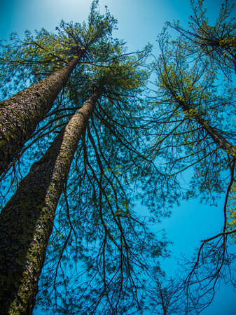 Natural landscapes of Manali.