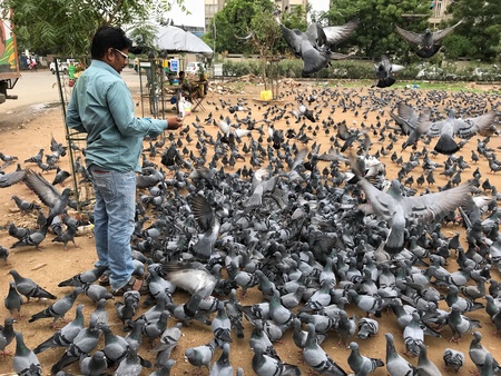 Man feeding pigeons.