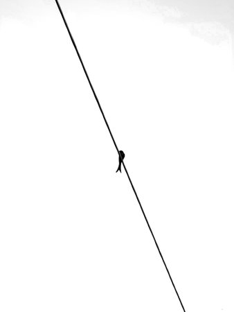 bird sitting on a cable against white backgroundの写真素材