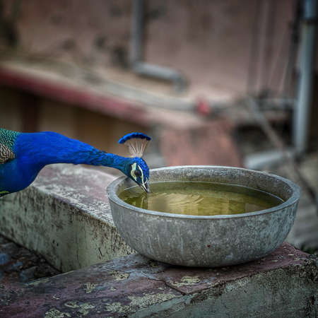 peacock drinking water from a big water bowlの写真素材
