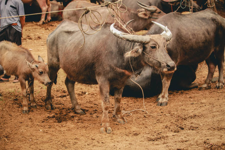 The buffalo was attached to the pole. asian buffalo, thai buffaloの写真素材