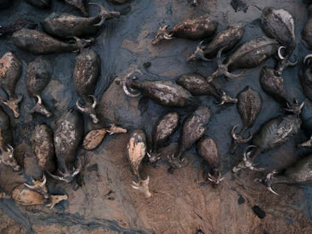 Group of water buffalo, Buffalo swimming, Top view from drone.
