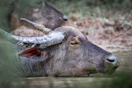 Asian water buffalo in Thailandの写真素材