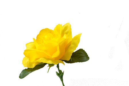 rose  white  backgroundの写真素材