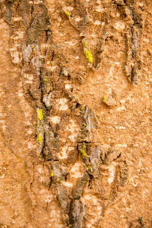 Background bark.