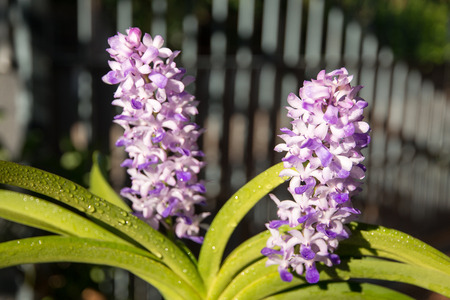 orchidsの写真素材