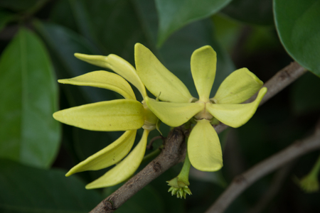 ylang - ylangの写真素材
