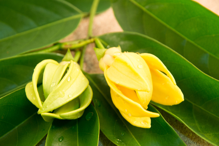 ylang  - ylangの写真素材