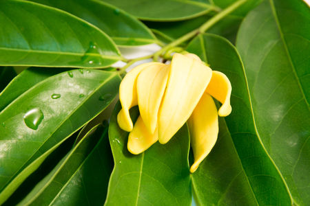 ylang  - ylangの写真素材