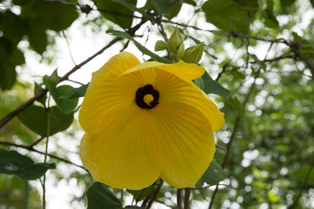 yellow  flowerの写真素材