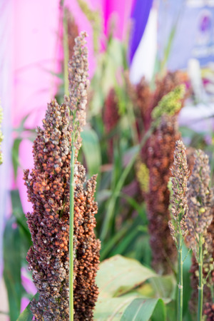 sorghumの写真素材