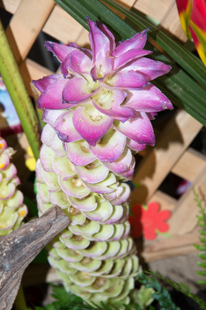 flowers  purpleの写真素材