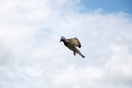 flying  birdの写真素材