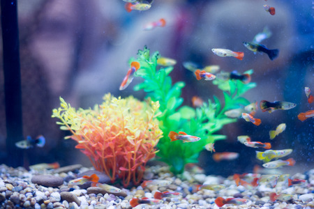 aquarium fishの写真素材
