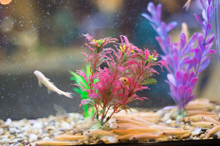 aquarium fishの写真素材