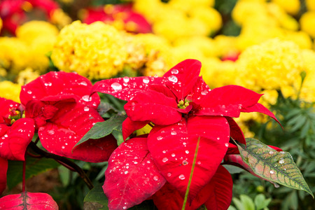 marigoldの写真素材