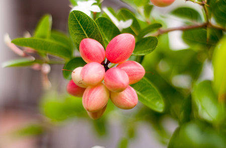 white disease fruit  disorder