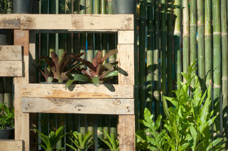 bamboo green   and plantsの写真素材