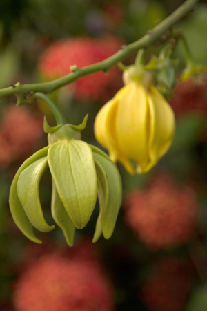 ylang - ylangの写真素材