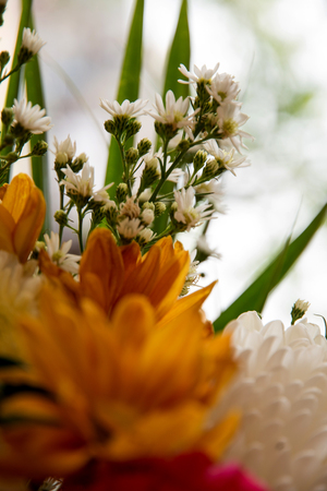 background  flowerの写真素材