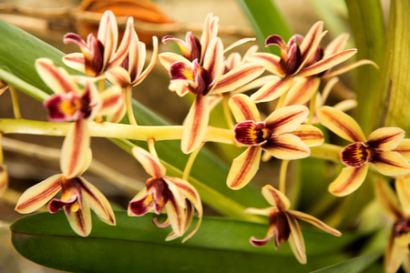 orchidsの写真素材