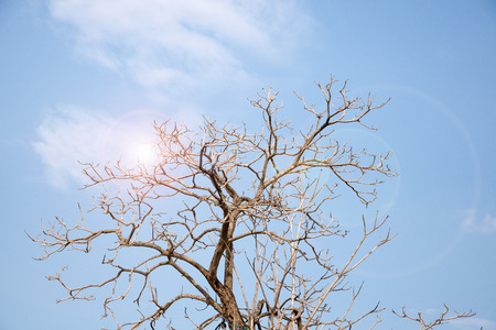 Dry branchesの写真素材