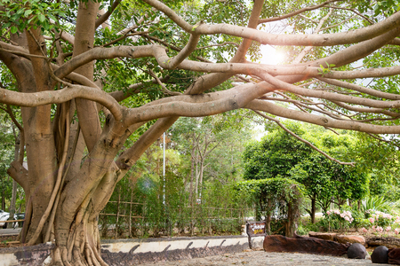 branch  and  treeの写真素材