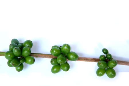 Coffee tree with green coffee beans on the branchの写真素材