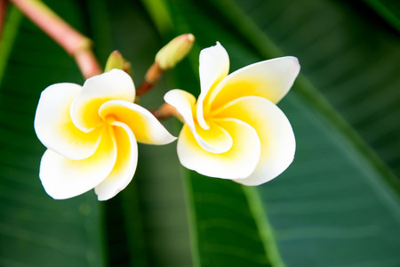 plumeriaの写真素材