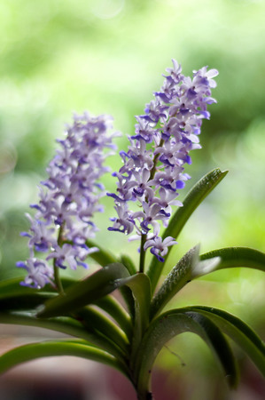 orchidの写真素材