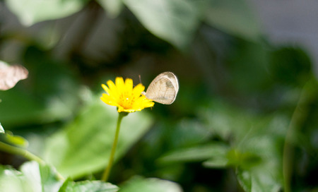 butterflyの写真素材